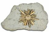 Jurassic Club Urchin (Asterocidaris) - Boulemane, Morocco #366915-1